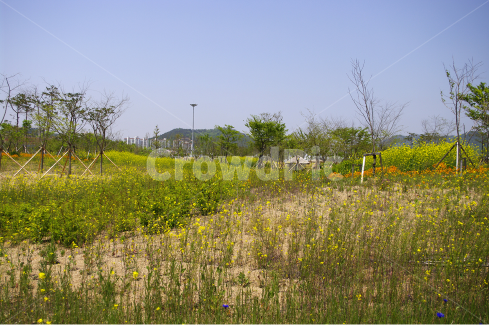 유채꽃,꽃밭,식물,flower,color,하늘,풍경,자연,나무,자연,풍경,nature,landscape,grassland,목초지,field,들,outdoors,옥외,rural,농촌,farm,농장,meadow