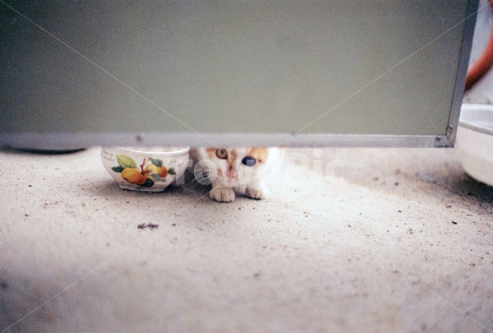 고양이,동물,필름,감성,감성사진,동물,animal,포유류,mammal,고양이,cat,kitten,kitty