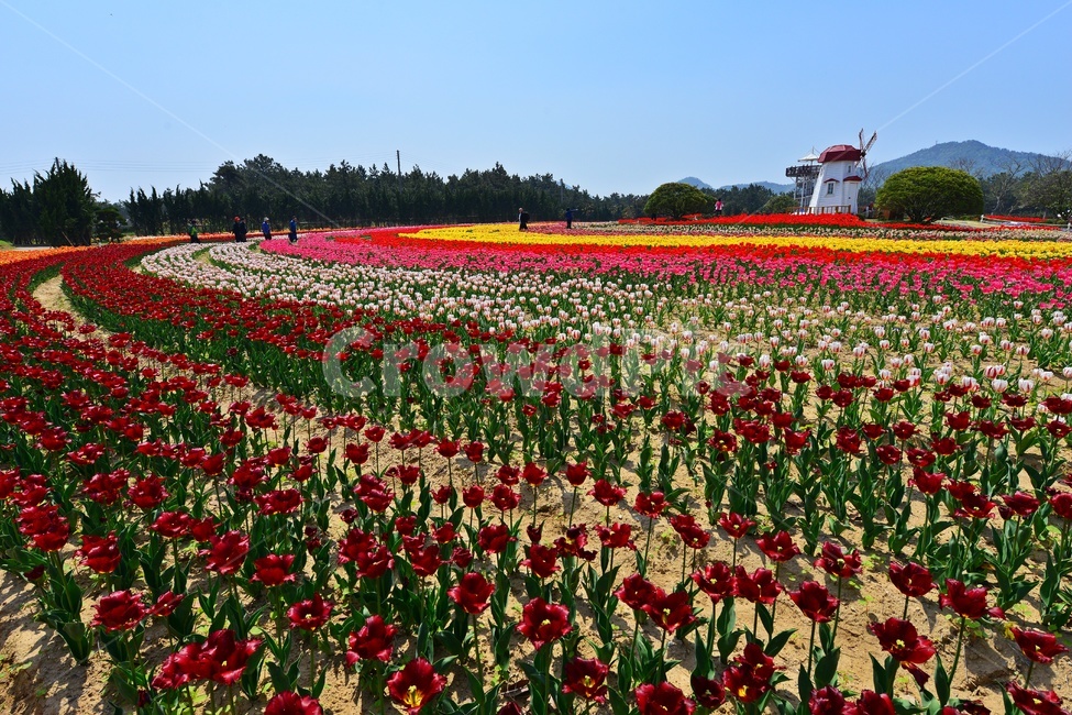 plant,식물,blossom,flower,꽃,신안,임자도,튜울립,튜율립축제,봄,계절,축제,봄축제,노랑꽃,빨강꽃,풍차