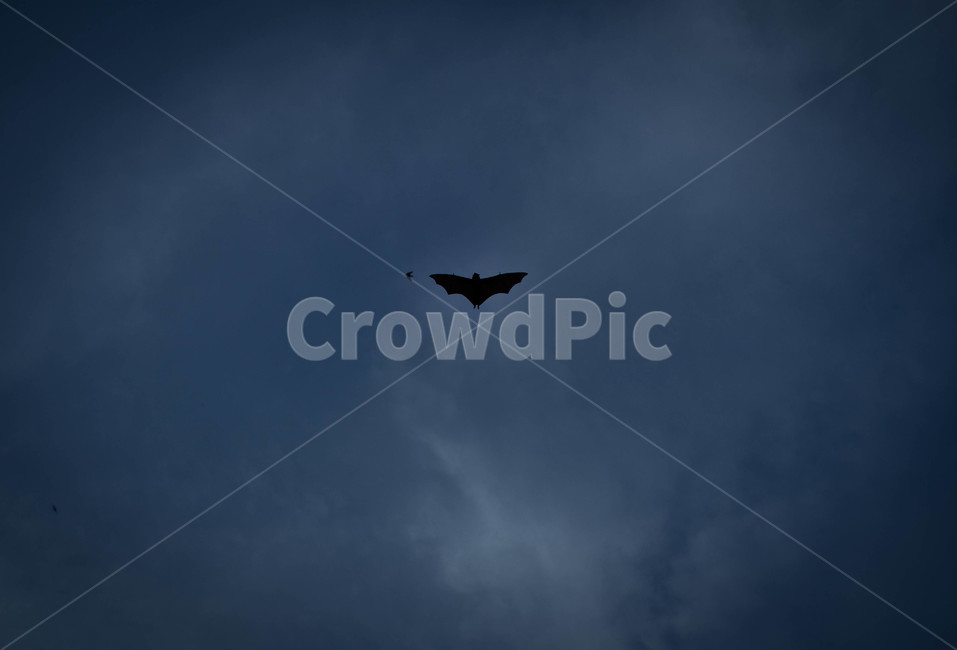 박쥐,동물,bat,흡혈박쥐,뱀파이어,동물,animal,포유류,mammal