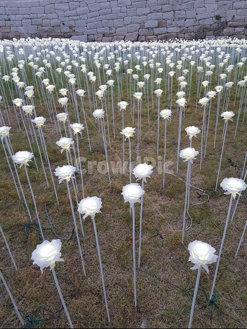 장미,조명,풍경,흰색,들판,사물,물건,오브젝트,thing,object,matter