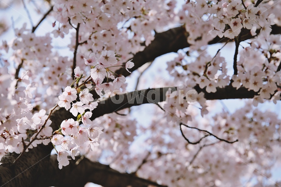 벚꽃,벚나무,cherryblossoms,flower,pink,tree,봄꽃