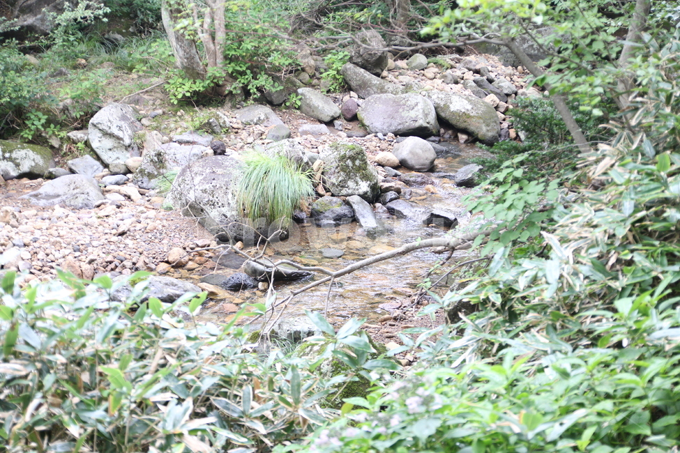 계곡,산,자연,초록색,나무,자연,풍경,nature,landscape,water,물,outdoors,옥외