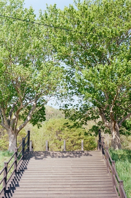 계단,나무,산책,필름사진,여름,풍경