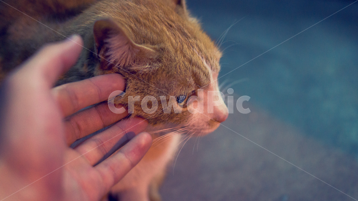 고양이,손,빈티지,애완동물,동물,감성,필름,길고양이,동물,animal,포유류,mammal,고양이,cat,kitten,kitty