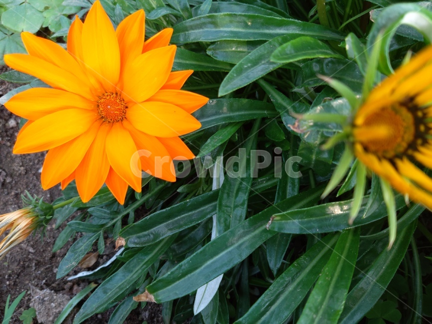 꽃,식물,plant,flower,blossom,식물,자연,plants,nature,꽃,flower