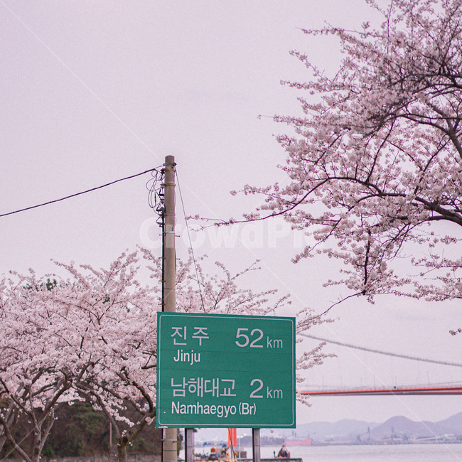 벚꽃,봄,spring,꽃,사쿠라