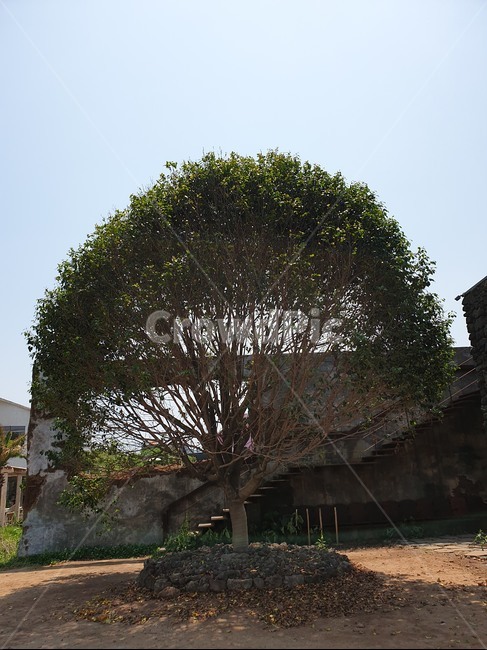 제주,풍경,애월,나무,여름,tree,나무,trees,wood