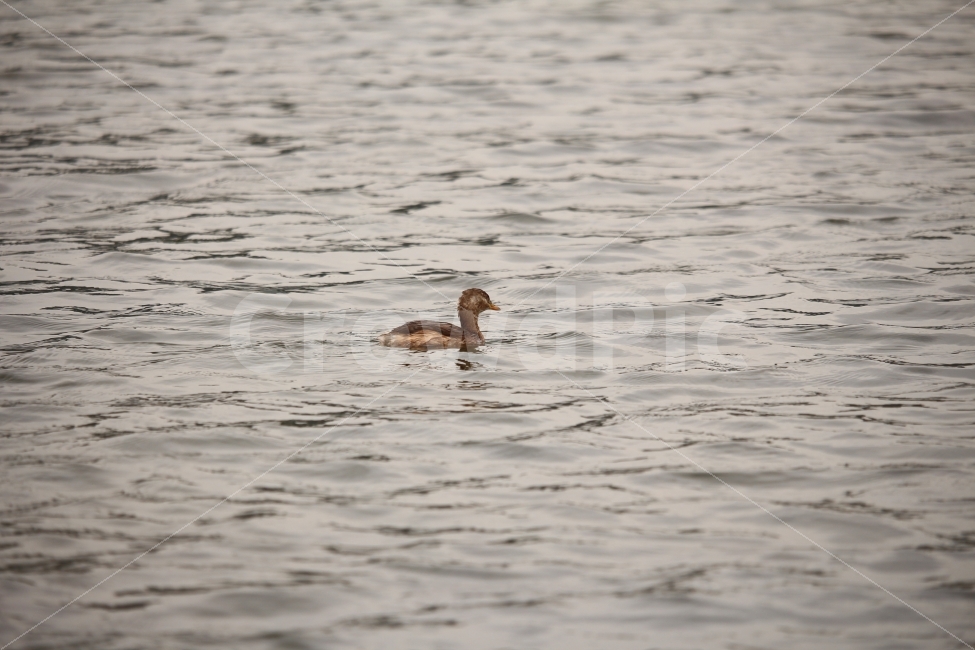 베트남,장안,물,물결,오리,새끼오리,여행,Vietnam,JangAn,Duck,Duckling,동물,animal,조류,새,birds