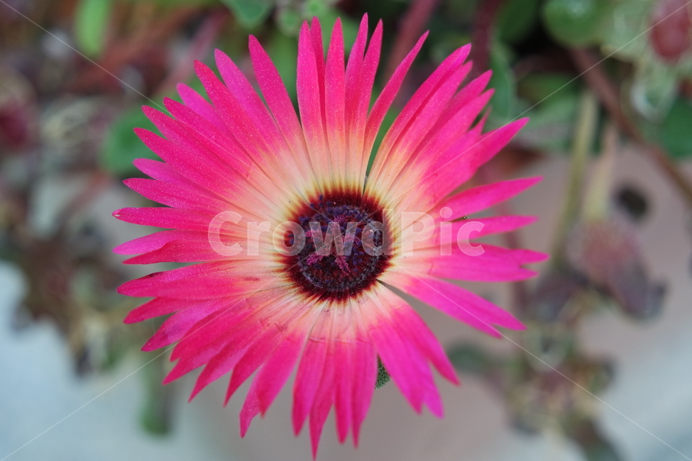 꽃,붉은색,봄,화사함,flower,분홍색,pink