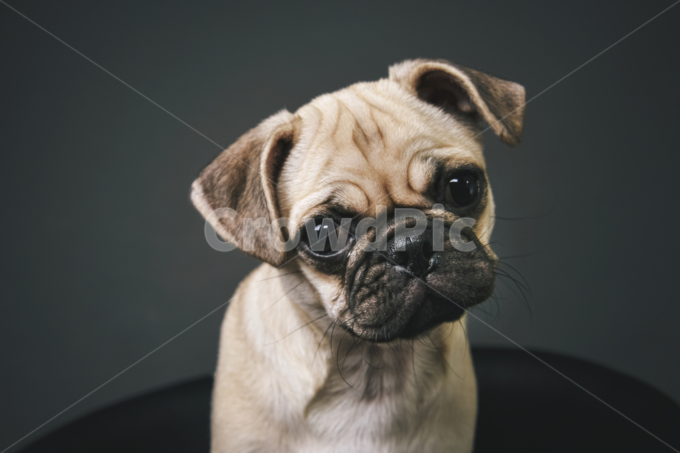 퍼그,애견사진,애견프로필,pug,반려견사진관,동물,animal,포유류,mammal,개,강아지,dog,doggy