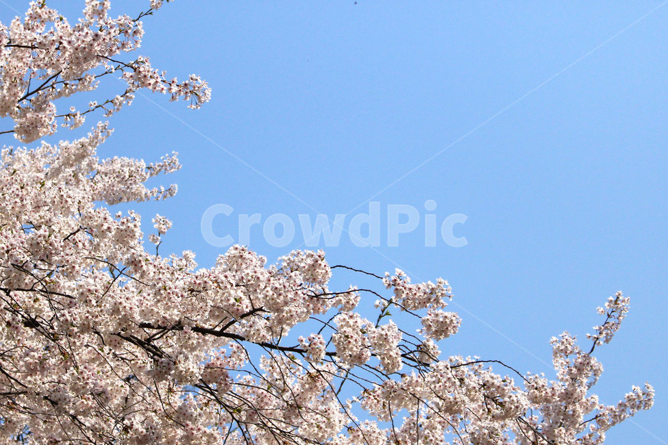 봄,벚꽃,꽃,봄꽃,spring,flower,springflower,cherryblossoms,봄,계절,spring,season,자연,풍경,nature,landscape,plant,식물,blossom,cherry blossom