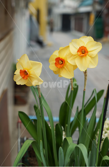 꽃,수선화,flower,노란꽃,blossom,식물,plant,daffodil