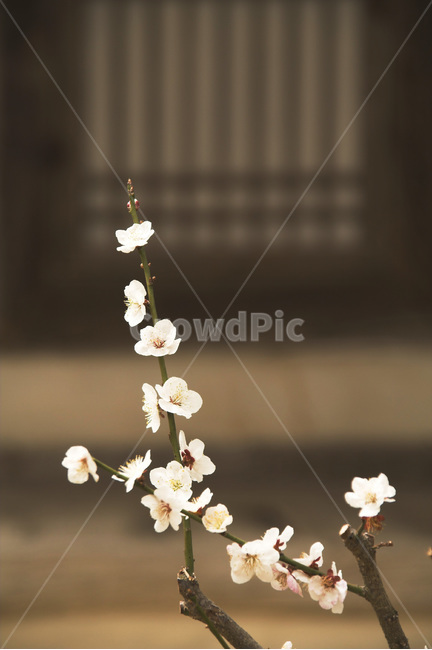 한옥,매화꽃,창호문,격자무늬,꽃,봄,계절,spring,season,식물,자연,plants,nature,꽃,flower,plant,petal,꽃잎,blossom