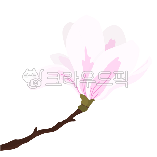 꽃,목련,봄,목련꽃,싱그러운,고귀한,숭고한,봄꽃,흰색꽃잎,분홍색꽃잎,꽃잎,분홍색목련,흰색목련,목련나무,나무,잎,화사한,고전적인