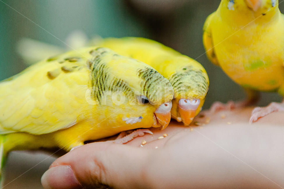앵무새,동물원,새,생명,동물,날개,동물,animal,조류,새,birds