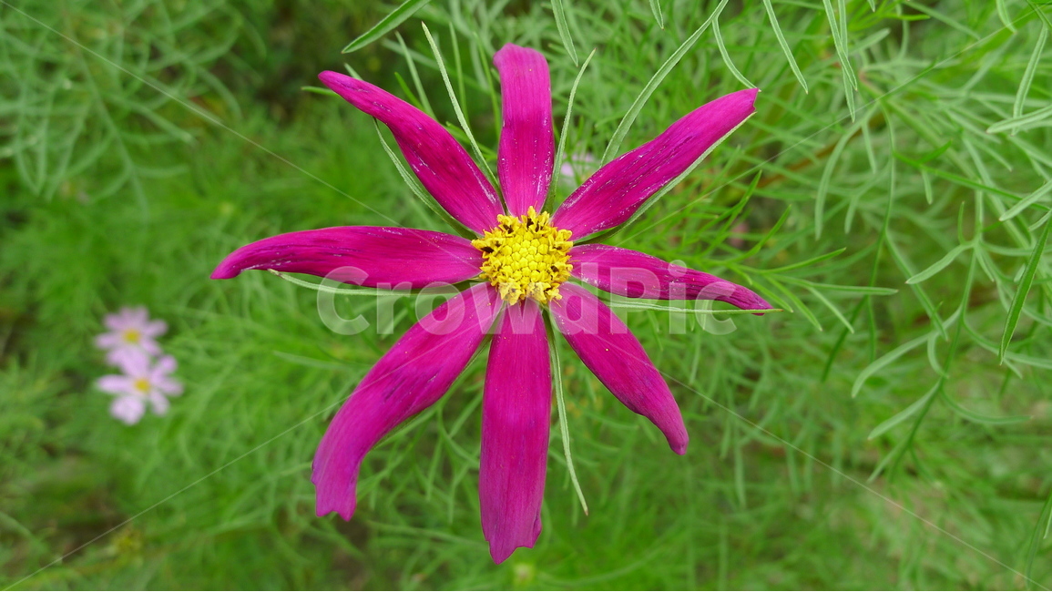 꽃,식물,자연,접사,꽃밭,식물,자연,plants,nature,꽃,flower