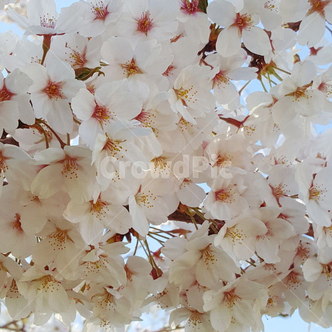 벚꽃,봄,계절,분홍,하늘,봄하늘,꽃,나무,cherryblossoms,blossoms,flower,sky,season,spring,봄,계절,spring,season,plant,식물,blossom
