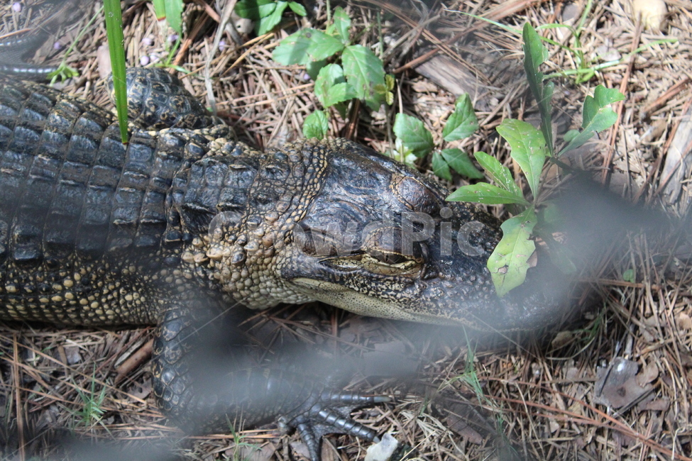 악어,파충류,양서류,동물,crocodile,동물,animal,파충류,양서류,reptile,amphibian