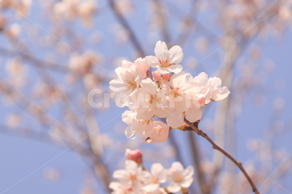 꽃,벚꽃,봄,축제,나무,맑음