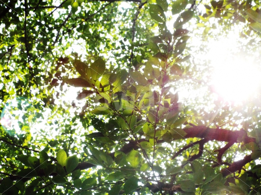 희망,따뜻함,편안함,감성사진,평화,숲,초록,나뭇잎,휴식,힐링,rest,relaxation,healing,식물,자연,plants,nature,감성,sensible,feeling