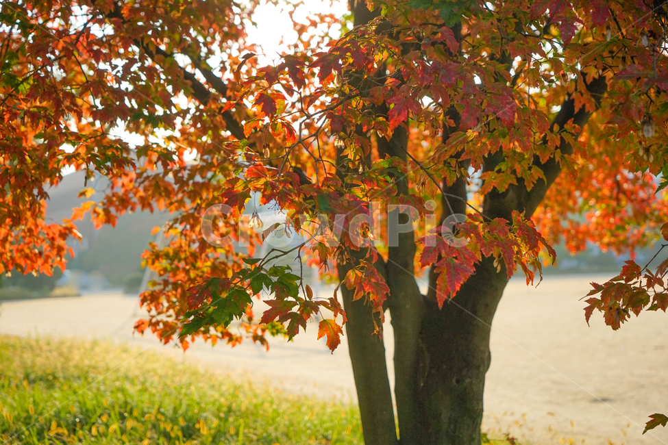 가을,단풍,나무,잎,잎새,계절,자연,추색,가을,계절,fall,autumn,season,식물,자연,plants,nature,나무,trees,wood,leaf,plant,tree