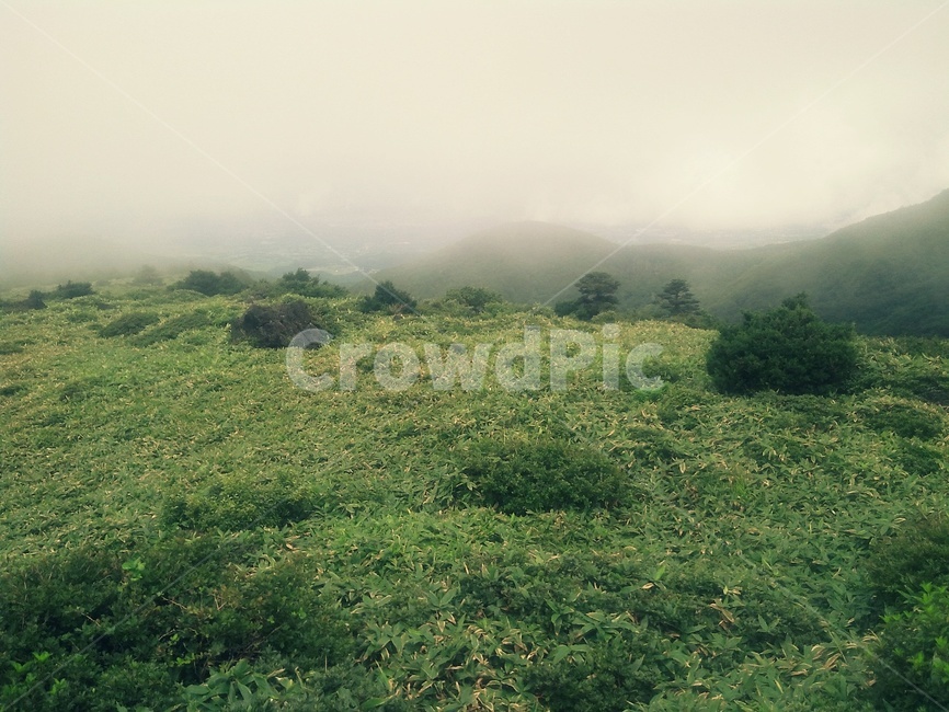 숲,안개,섬,제주,한라산,풀,산,등산,나무,잎,초록,하늘,구름,자연,풍경,nature,landscape,outdoors,옥외,field,들,grassland,목초지