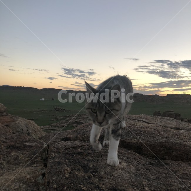 고양이,분노,야생동물,자연,노을,동물,animal,포유류,mammal,고양이,cat,kitten,kitty