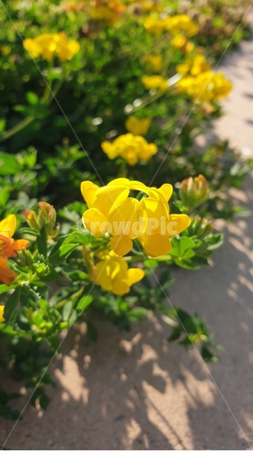 벌노랑이,노랑이,노란꽃,노랑꽃,노란색,꽃,플라워,flower,dicentra,식물,plants,nature,야생화,봄,계절,spring,season,자연,봄꽃,백그라운드,가지,배경화면,감성,숲,생화,바탕화면,꽃잎