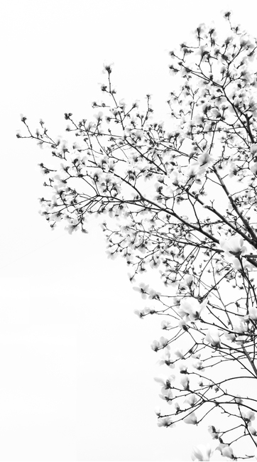 plant,식물,목련,백목련,흑백목련,목련나무,식물,자연,plants,nature,꽃,flower