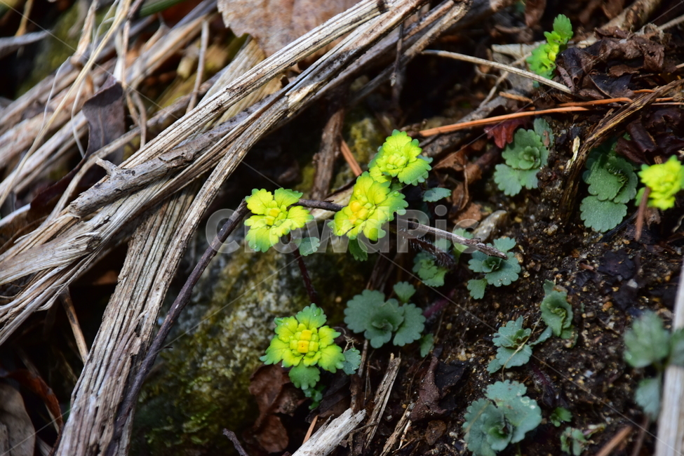 금괭이눈,야생화,봄,눈,꽃,풀꽃,자연,식물,식생,감성,힐링,plants,nature,spring,season,flower,emotion,feeling,노랑,노란색,초본