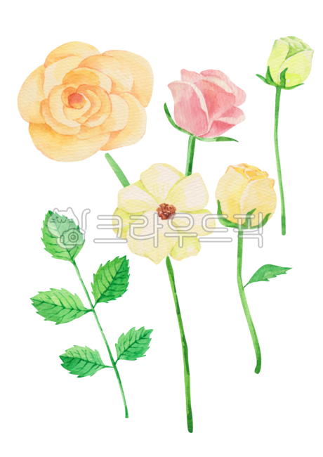 pink,Nukki,Rose,spring,spring flowers,petal,flower bud,drawing,rose leaves,floral,blossom,handwork,nature,hand drawing,png,pink flower,leaf,flower,watercolor,painting,background,plant,illustration,rose,Watercolor,colorful,object