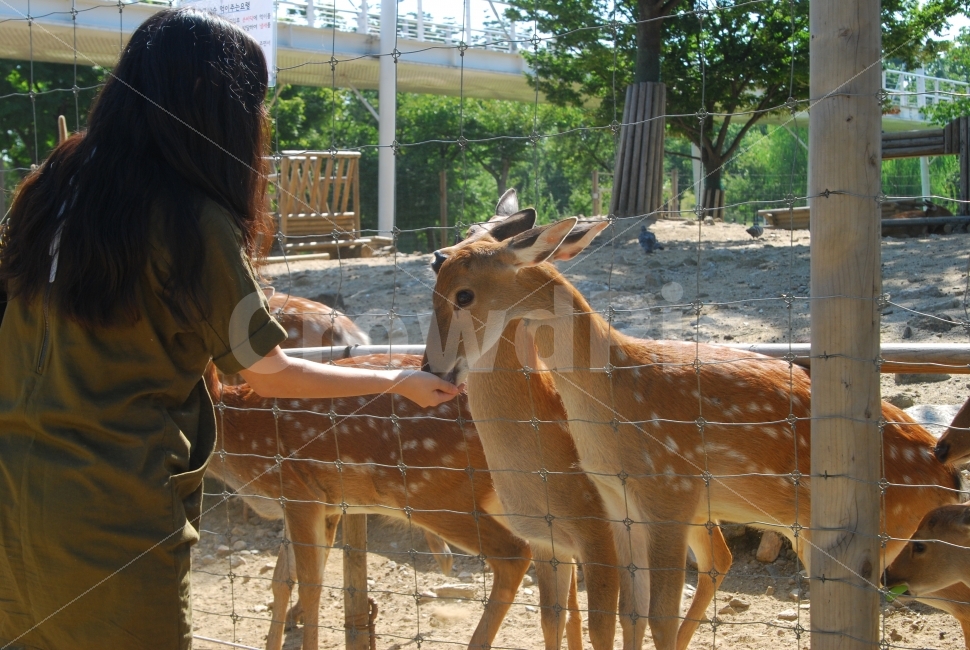 사슴,꽃사슴,먹이,동물원,먹이주기,체험,자연,사람,교감,동물,암컷,동물,animal,포유류,mammal,사람,인물,인간,human,person