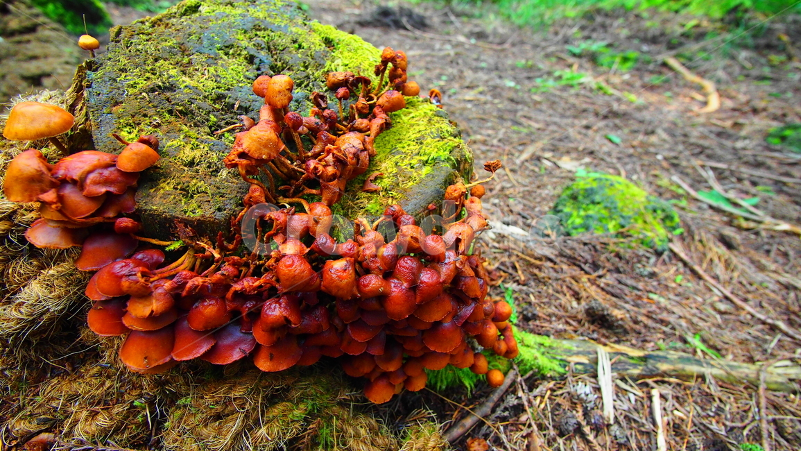 버섯,나무,야생,이끼,자연,tree,moss,nature,mushroom