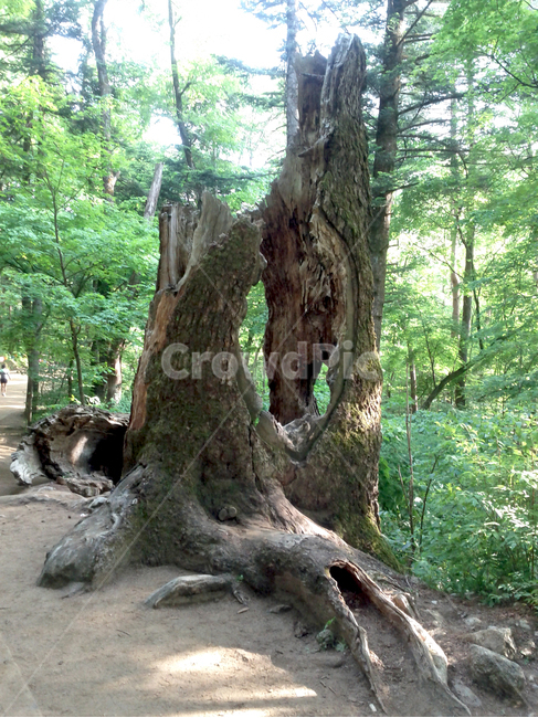 오대산,오대산전나무숲,오대산나무,나무터널,숲길,푸른오대산,고목,oldtree