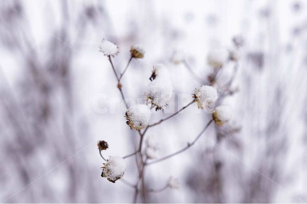 눈,겨울,풍경,식물,눈맺힘,대관령,landscape,nature,snow,겨울,계절,winter,season,식물,자연,plants,nature,감성,sensible,feeling