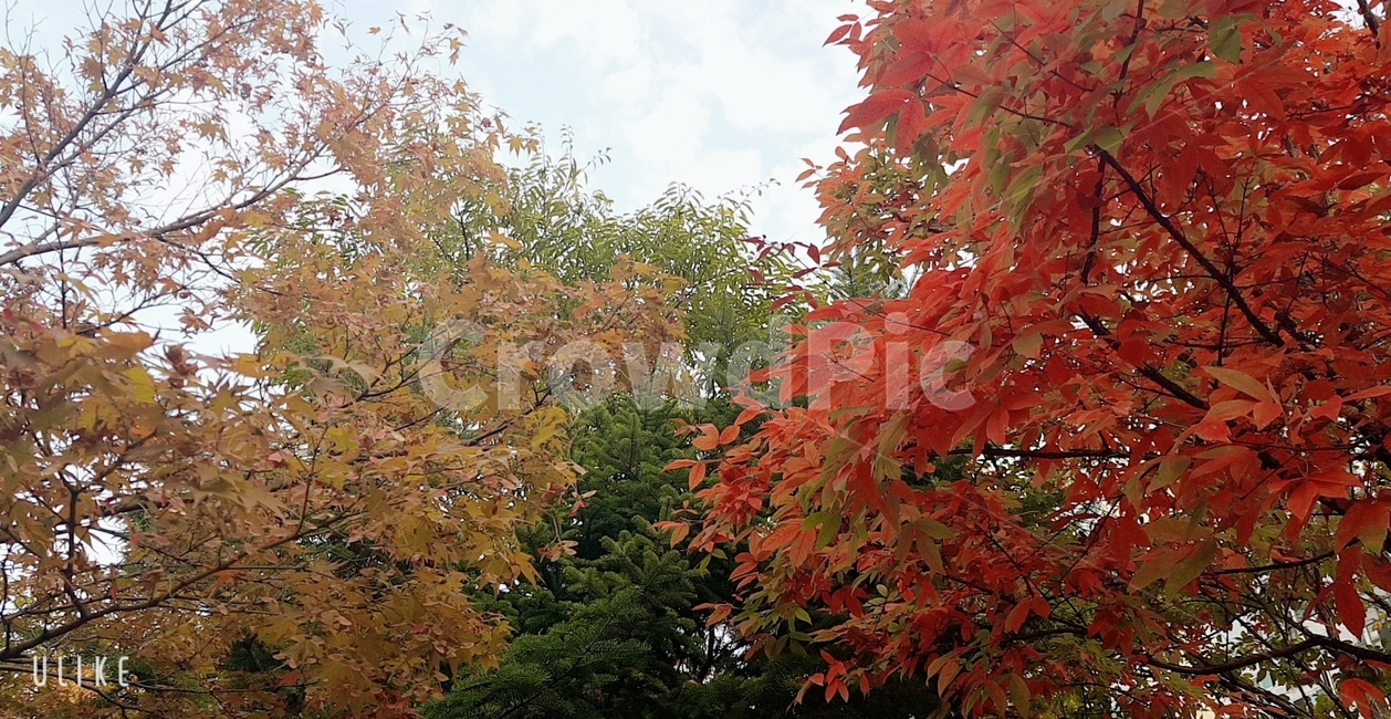가을,단풍,단풍잎,빨간,갈색,가지,하늘,자연,풍경,잎,plant,식물,tree,maple,나무