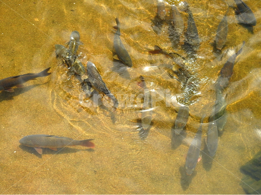 동물,물고기,잉어,민물고기,물,강,동물,animal,어류,물고기,fish