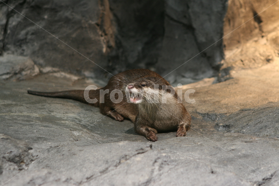 동물,수달,모피동물,포유동물,천연기념물,otter,동물,animal,포유류,mammal