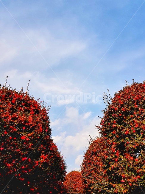 동백꽃,동백,꽃,제주,하늘,구름,자연,식물,빨간색,자연,풍경,nature,landscape,식물,plants,꽃,flower,plant,leaf,잎,tree,나무,maple,단풍