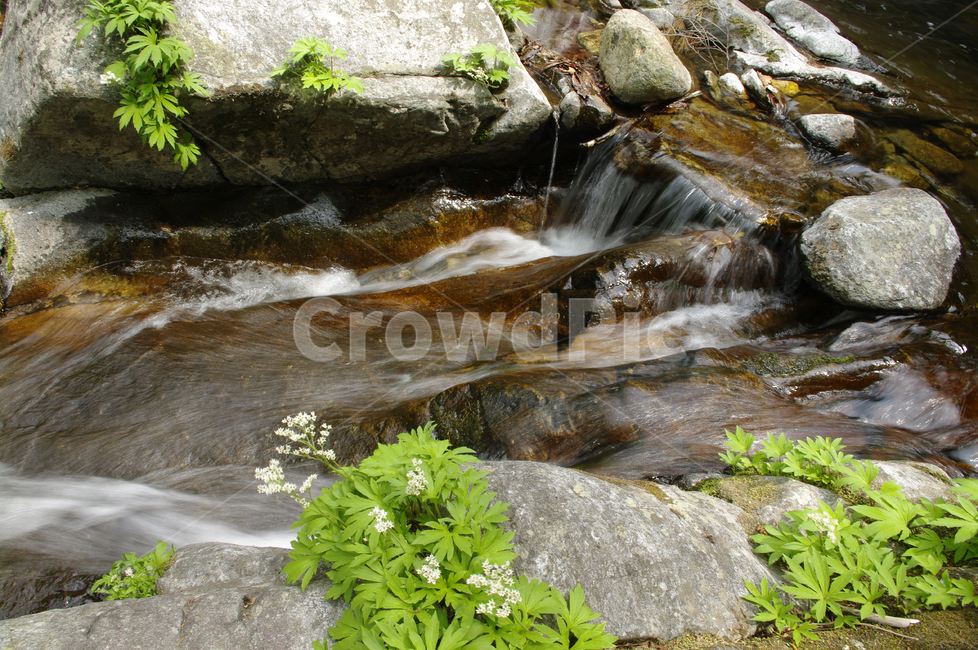 강물,바위,물,식물,냇물,자연,자연,풍경,nature,landscape,water,outdoors,옥외