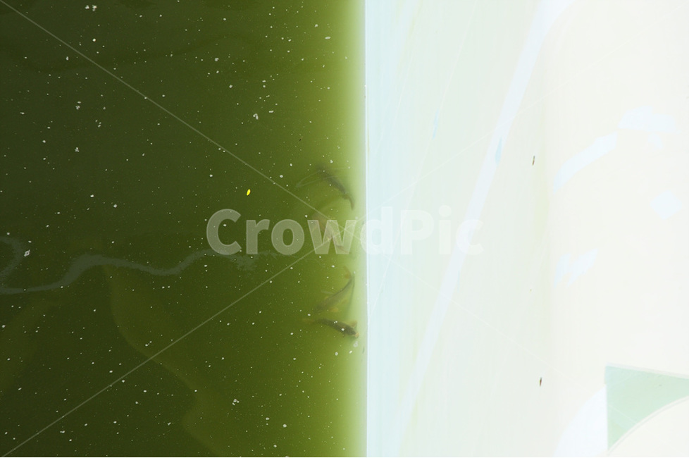 녹조,algalbloom,초록,물고기,green