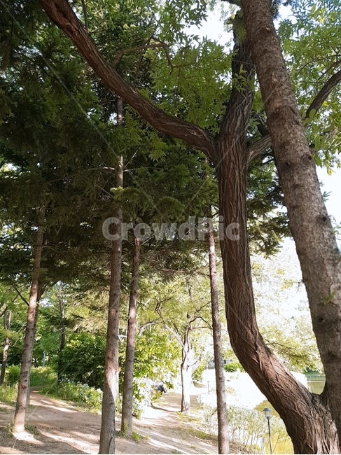 서울숲나무,나무,나무들,서울숲,햇빛,자연,햇살