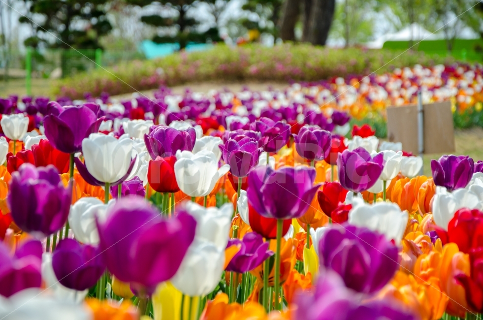 	튤립,꽃,식물,자연,순천,국제정원박람회,풍경,봄,계절,spring,season,식물,자연,plants,nature,꽃,flower,plant,blossom