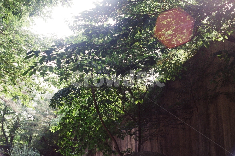 자연,나무,햇살,풀,초록,휴식,nature,rock,sunlight,sunshine,휴식,힐링,rest,relaxation,healing