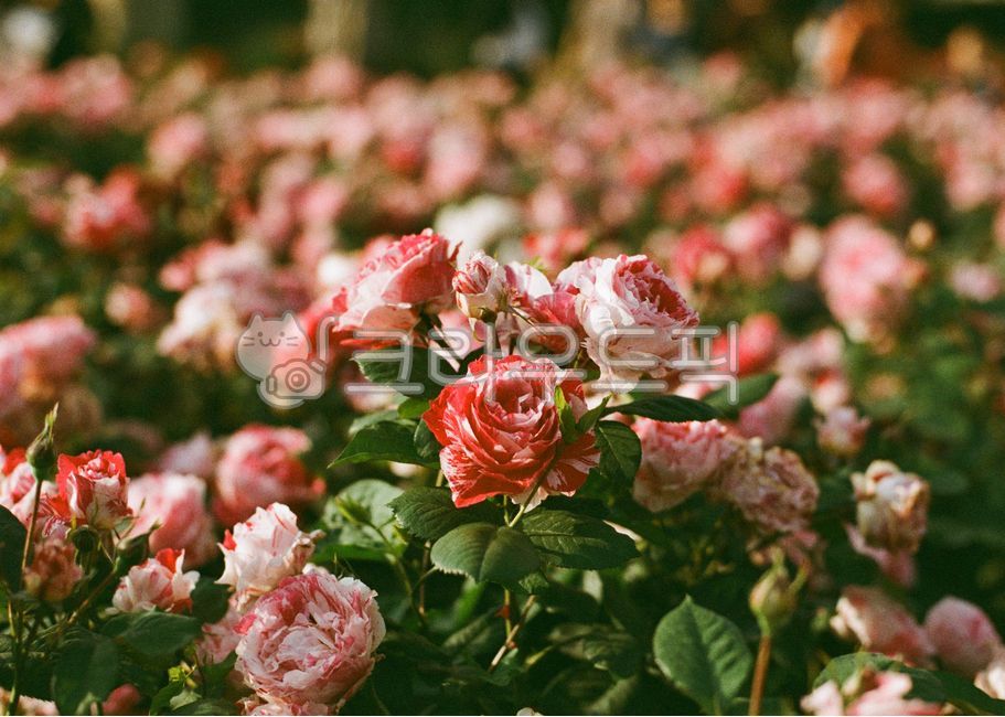 꽃,장미,꽃잎,flower,rose,식물