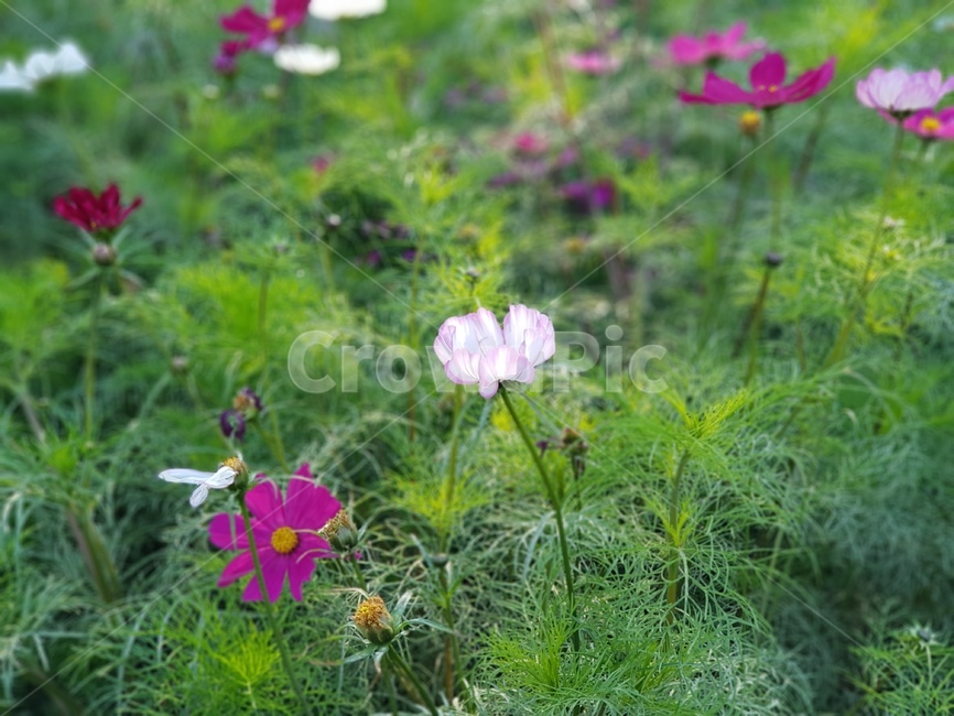 꽃,코스모스,식물,풀,꽃밭,blossom,flower,plant,식물,자연,plants,nature,꽃,flower