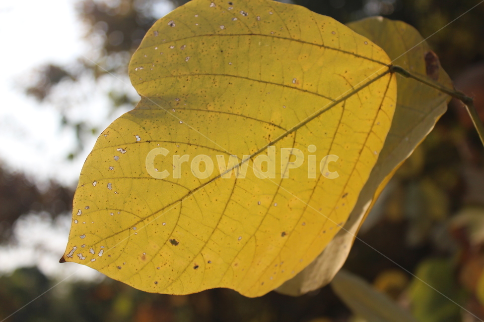 leaf,잎,plant,식물,단풍,가을,계절,fall,autumn,season