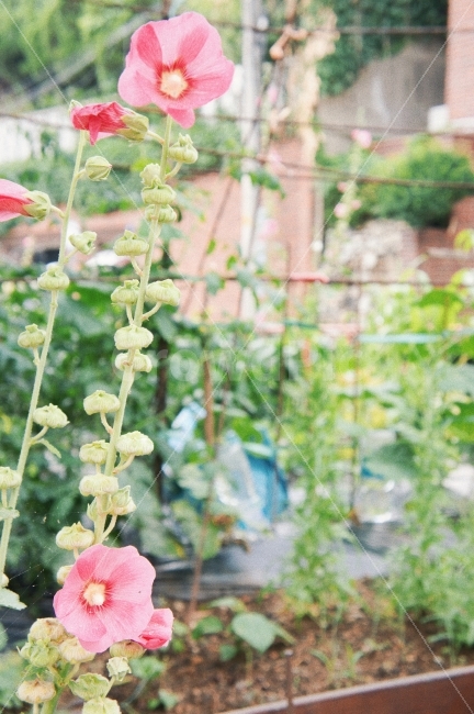 초록,꽃,정원,자연,풍경,감성,감성사진,식물,landscape,green,nature,garden,식물,자연,plants,nature,꽃,flower,감성,sensible,feeling