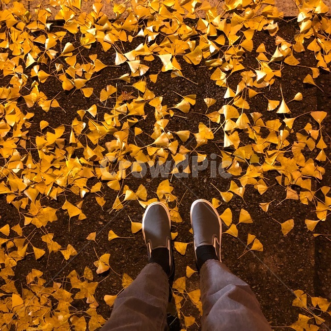 은행,은행잎,가을,거리,노란색,은행나무